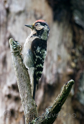 BB 12 0235 / Dendrocopos minor / Dvergspett